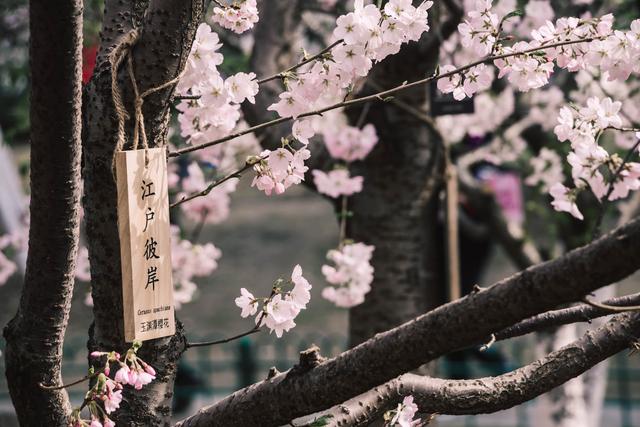 赏花季,北京这个樱花盛放的公园,吸引游客无数