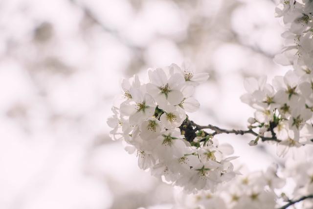 赏花季,北京这个樱花盛放的公园,吸引游客无数