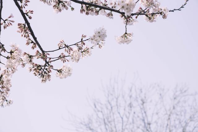 赏花季,北京这个樱花盛放的公园,吸引游客无数