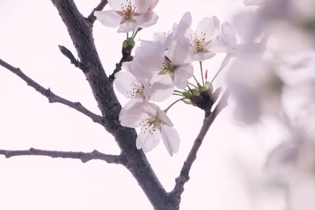 赏花季,北京这个樱花盛放的公园,吸引游客无数