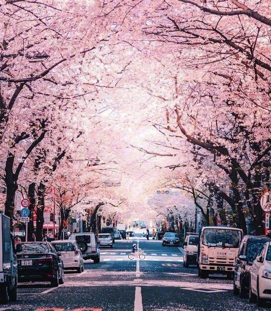 “日本的后厨”大阪：斜阳下的粉色浪漫，行走在关西的温柔浪人