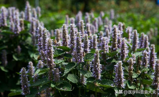 口臭,病不仅在口、咽,主要责之脾胃,与心、肝、肺、肾也有关