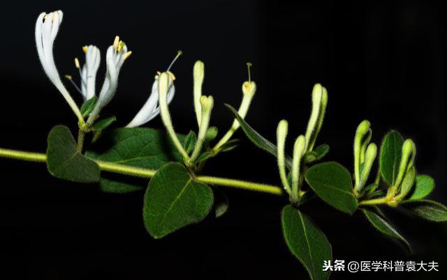 口臭,病不仅在口、咽,主要责之脾胃,与心、肝、肺、肾也有关