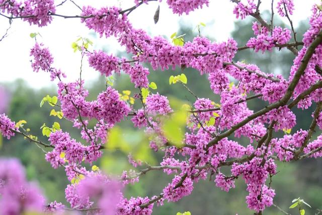 四月紫荆漫山开，大美青川等您来
