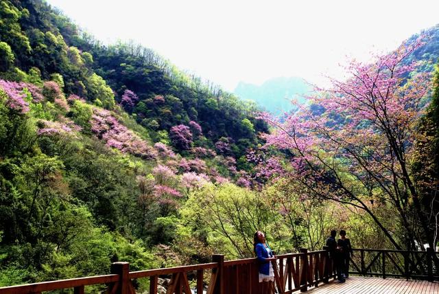 四月紫荆漫山开,大美青川等您来