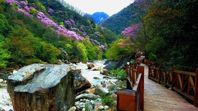 四月紫荆漫山开,大美青川等您来