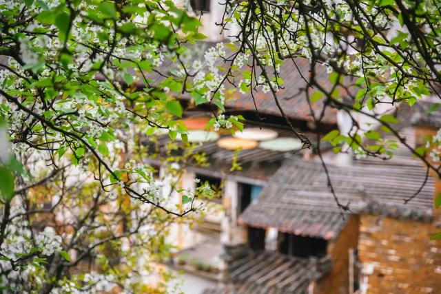 你好,我是梨白桃红、油菜花黄满山野的婺源