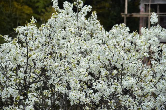 你好,我是梨白桃红、油菜花黄满山野的婺源