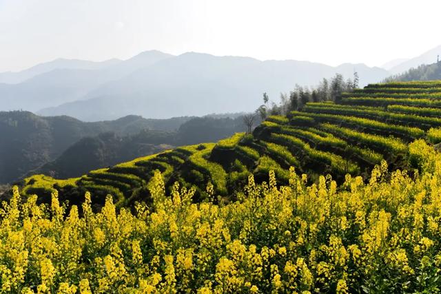 你好,我是梨白桃红、油菜花黄满山野的婺源