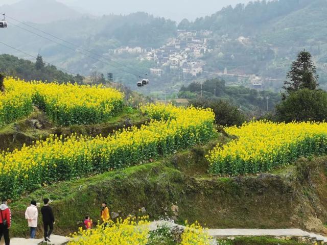 你好,我是梨白桃红、油菜花黄满山野的婺源