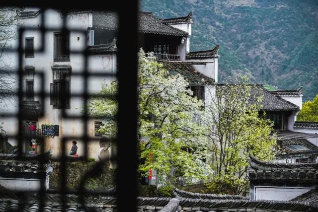 你好,我是梨白桃红、油菜花黄满山野的婺源