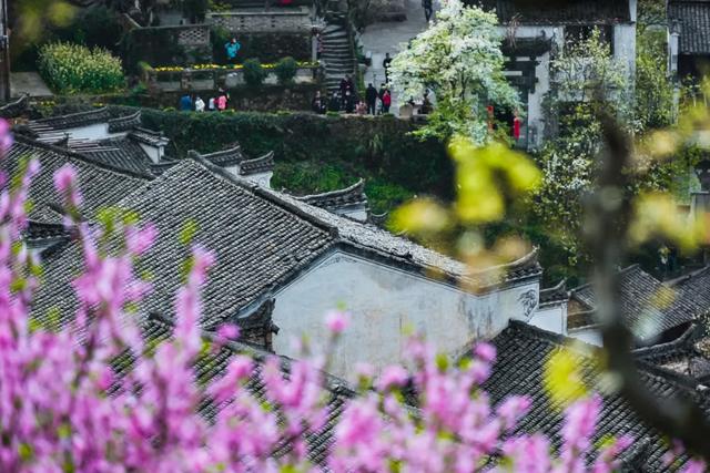 你好,我是梨白桃红、油菜花黄满山野的婺源