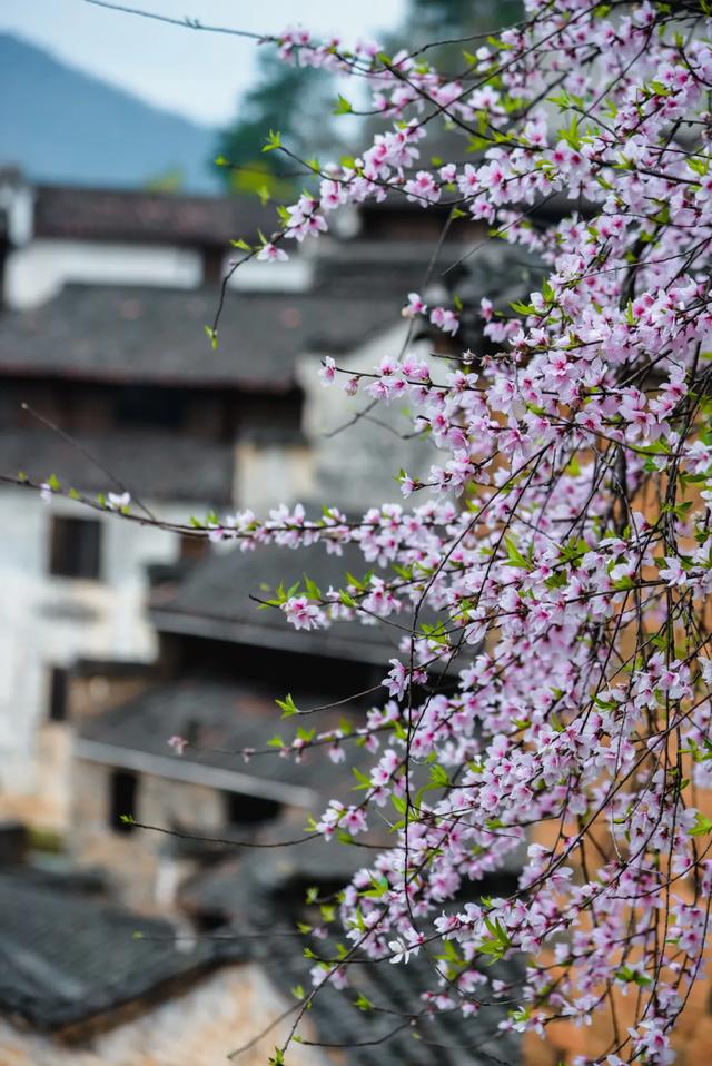 你好,我是梨白桃红、油菜花黄满山野的婺源