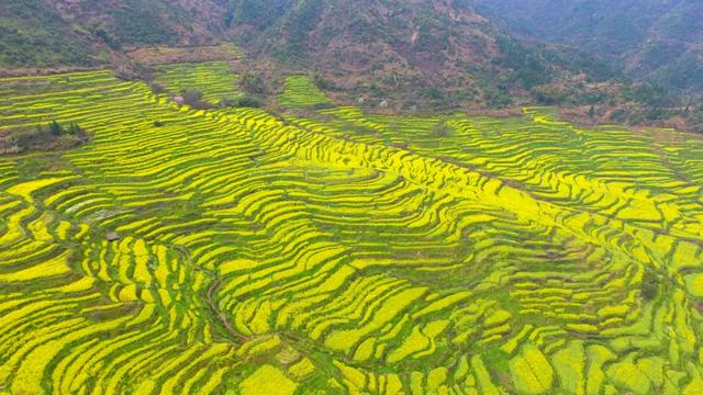 你好,我是梨白桃红、油菜花黄满山野的婺源
