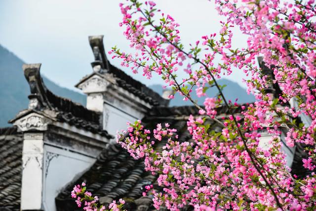 你好,我是梨白桃红、油菜花黄满山野的婺源