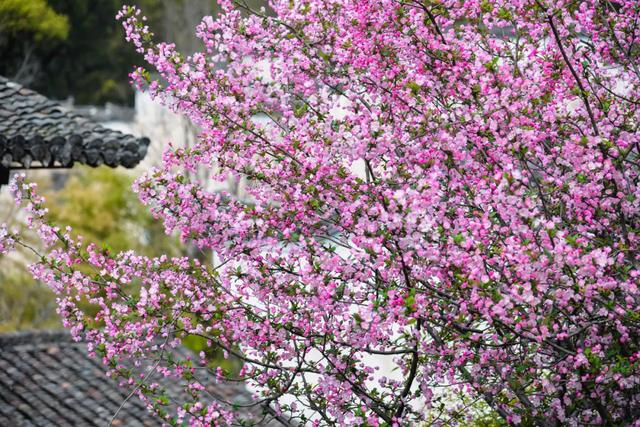 你好,我是梨白桃红、油菜花黄满山野的婺源