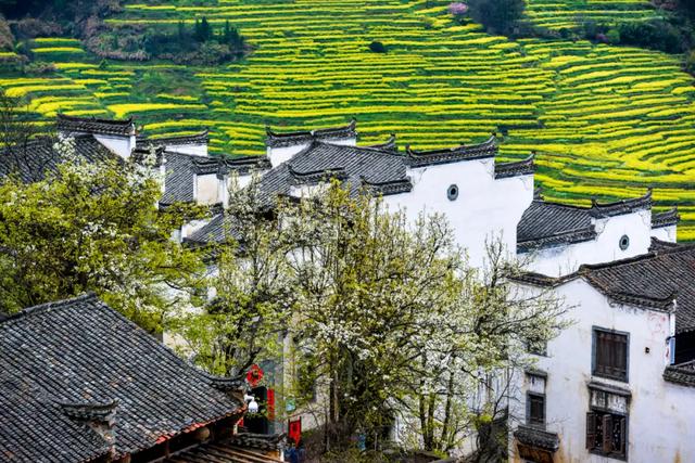 你好,我是梨白桃红、油菜花黄满山野的婺源