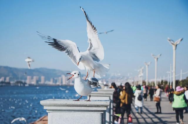 来到四季如春的昆明,吃喝玩乐怎么安排?