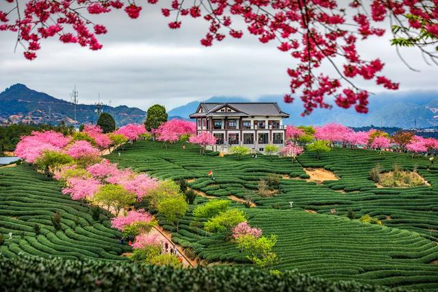 全球最大的一座樱花园，比日本樱花更加迷人，就在我国福建
