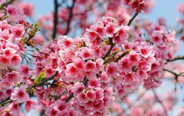 全球最大的一座樱花园，比日本樱花更加迷人，就在我国福建