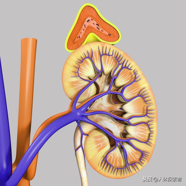 辟谣:长期熬夜等于天天吃激素?最简单的养生其实就是睡个好觉