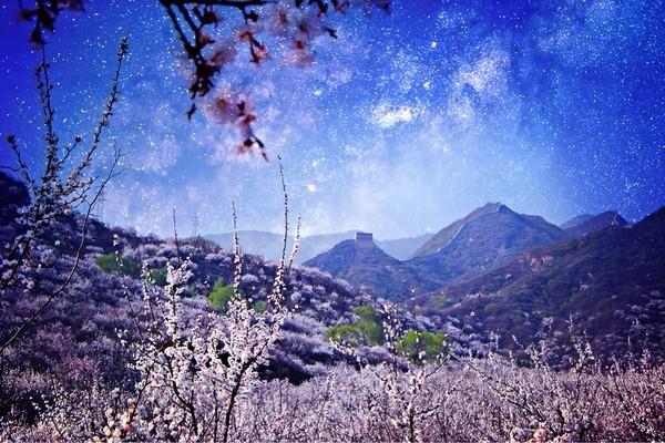 北京最美杏花所在地，人少景美，已正式进入花期