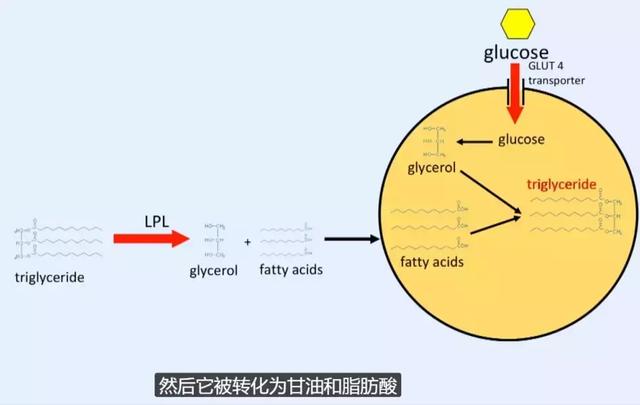 帮人 10 天瘦 28 斤！澳洲医生：科学减肥，只需要…