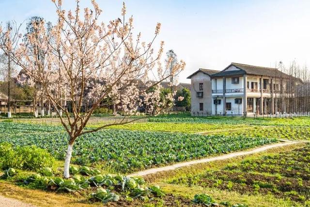繁花赏乌村,“野火饭”尝春味,重启2020年吧!