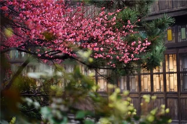 繁花赏乌村,“野火饭”尝春味,重启2020年吧!