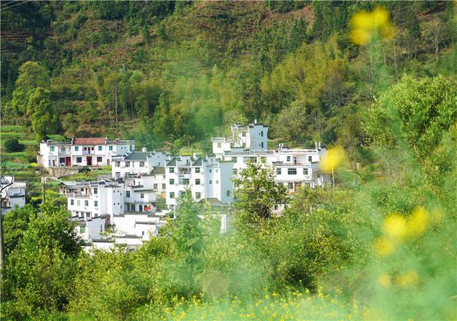 实拍中国最美乡村的春天,婺源万亩油菜花盛放,云海梯田天上人间