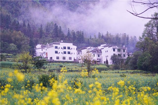 实拍中国最美乡村的春天,婺源万亩油菜花盛放,云海梯田天上人间