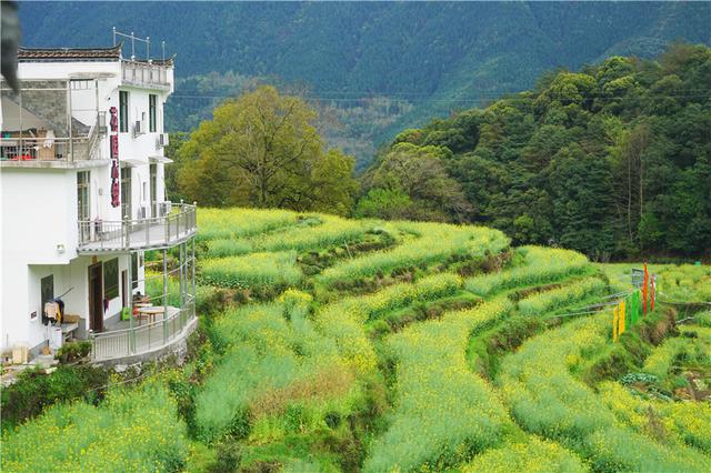 实拍中国最美乡村的春天,婺源万亩油菜花盛放,云海梯田天上人间