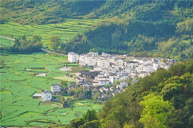 实拍中国最美乡村的春天,婺源万亩油菜花盛放,云海梯田天上人间