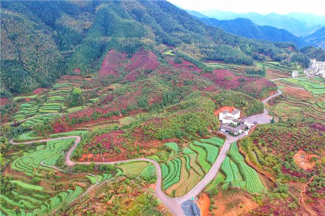 实拍中国最美乡村的春天,婺源万亩油菜花盛放,云海梯田天上人间