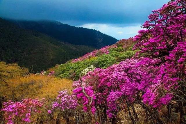 大理苍山下洱海边的白族院落民宿,去闻闻大理的春天丨泊心云舍