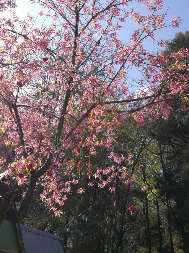 大理苍山下洱海边的白族院落民宿,去闻闻大理的春天丨泊心云舍