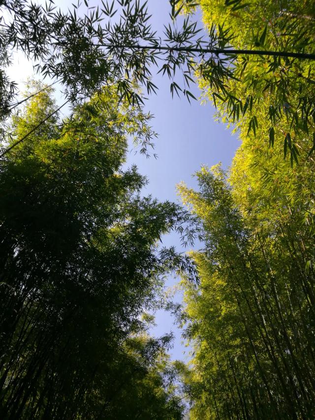 大理苍山下洱海边的白族院落民宿,去闻闻大理的春天丨泊心云舍
