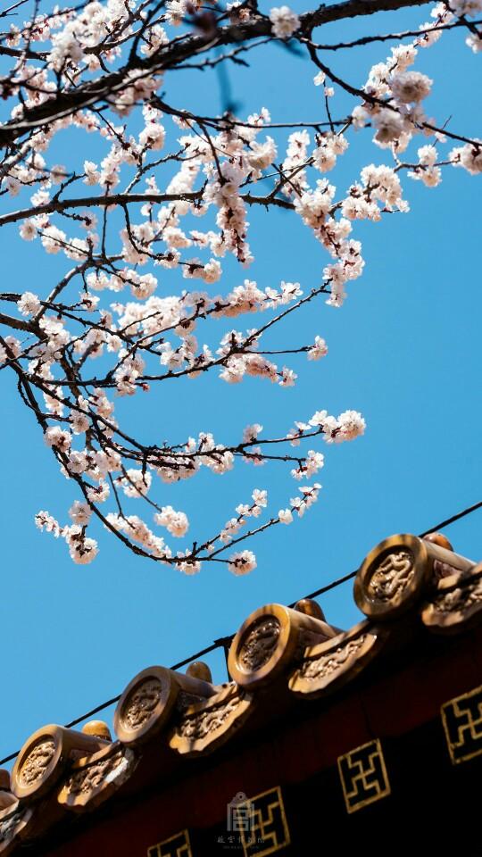 每日精美图片壁纸｜停车坐爱枫林晚，霜叶红于二月花。