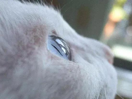 一组唯美的猫眼图片:猫咪的眼中仿佛藏着一个童话仙境