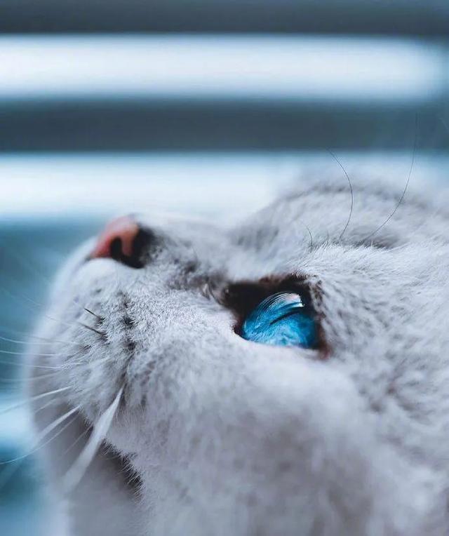 一组唯美的猫眼图片:猫咪的眼中仿佛藏着一个童话仙境