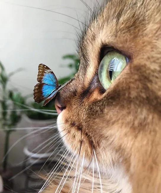 一组唯美的猫眼图片:猫咪的眼中仿佛藏着一个童话仙境