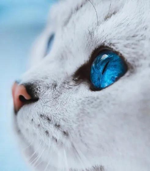 一组唯美的猫眼图片:猫咪的眼中仿佛藏着一个童话仙境