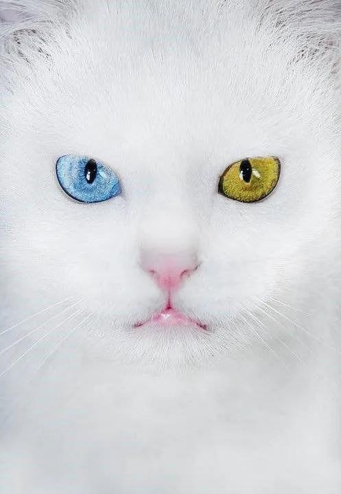 一组唯美的猫眼图片：猫咪的眼中仿佛藏着一个童话仙境