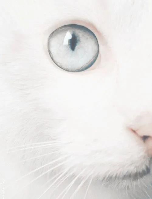 一组唯美的猫眼图片:猫咪的眼中仿佛藏着一个童话仙境