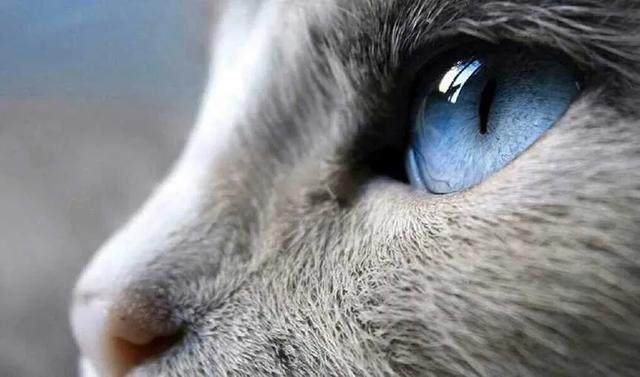 一组唯美的猫眼图片：猫咪的眼中仿佛藏着一个童话仙境