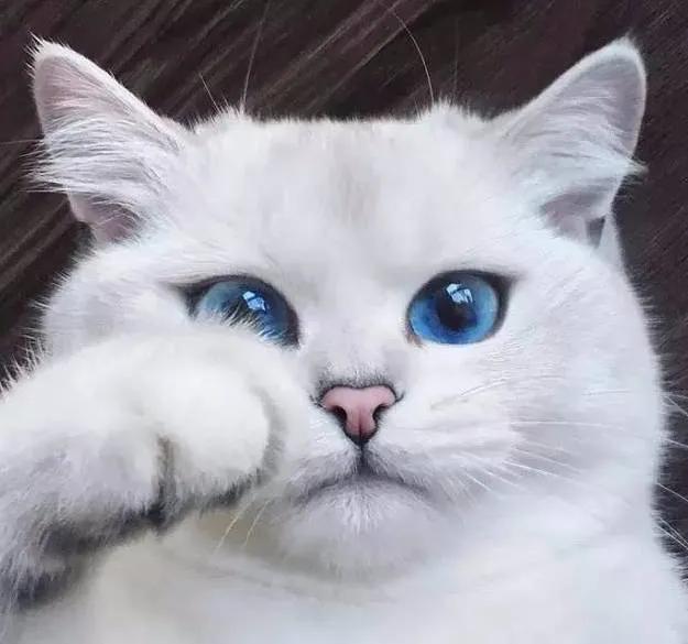 一组唯美的猫眼图片:猫咪的眼中仿佛藏着一个童话仙境