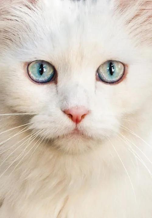 一组唯美的猫眼图片:猫咪的眼中仿佛藏着一个童话仙境