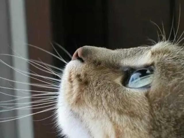 一组唯美的猫眼图片:猫咪的眼中仿佛藏着一个童话仙境