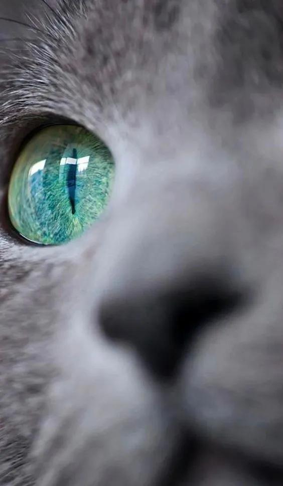 一组唯美的猫眼图片:猫咪的眼中仿佛藏着一个童话仙境