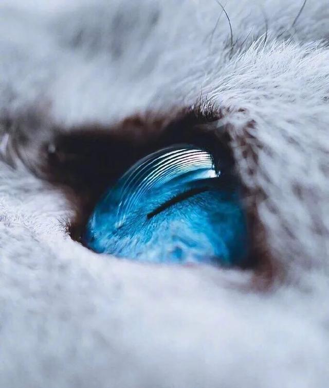 一组唯美的猫眼图片:猫咪的眼中仿佛藏着一个童话仙境
